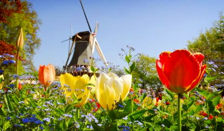 Holland – Das Land der Millionen Tulpen