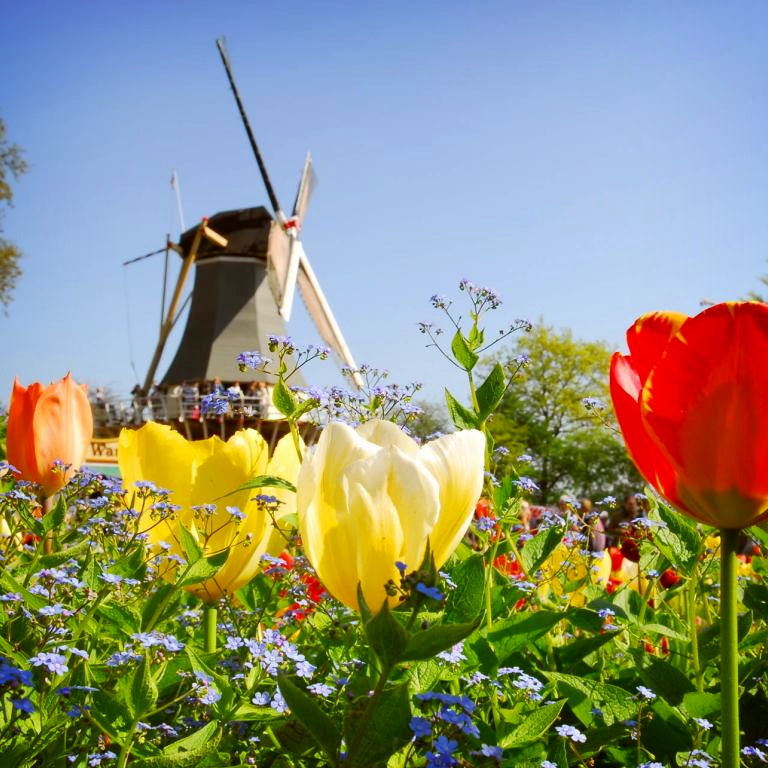 Titelbild für Holland – Das Land der Millionen Tulpen